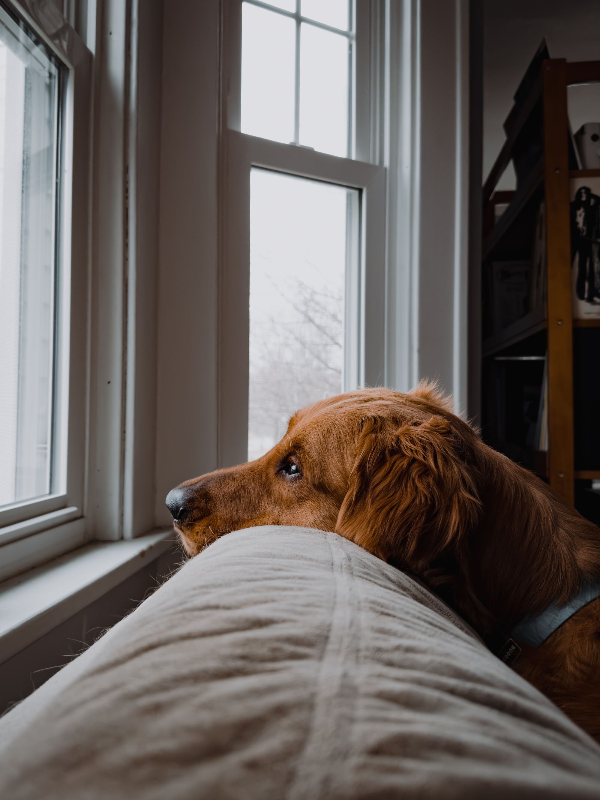 Murph (dog) looks out the window as it rains