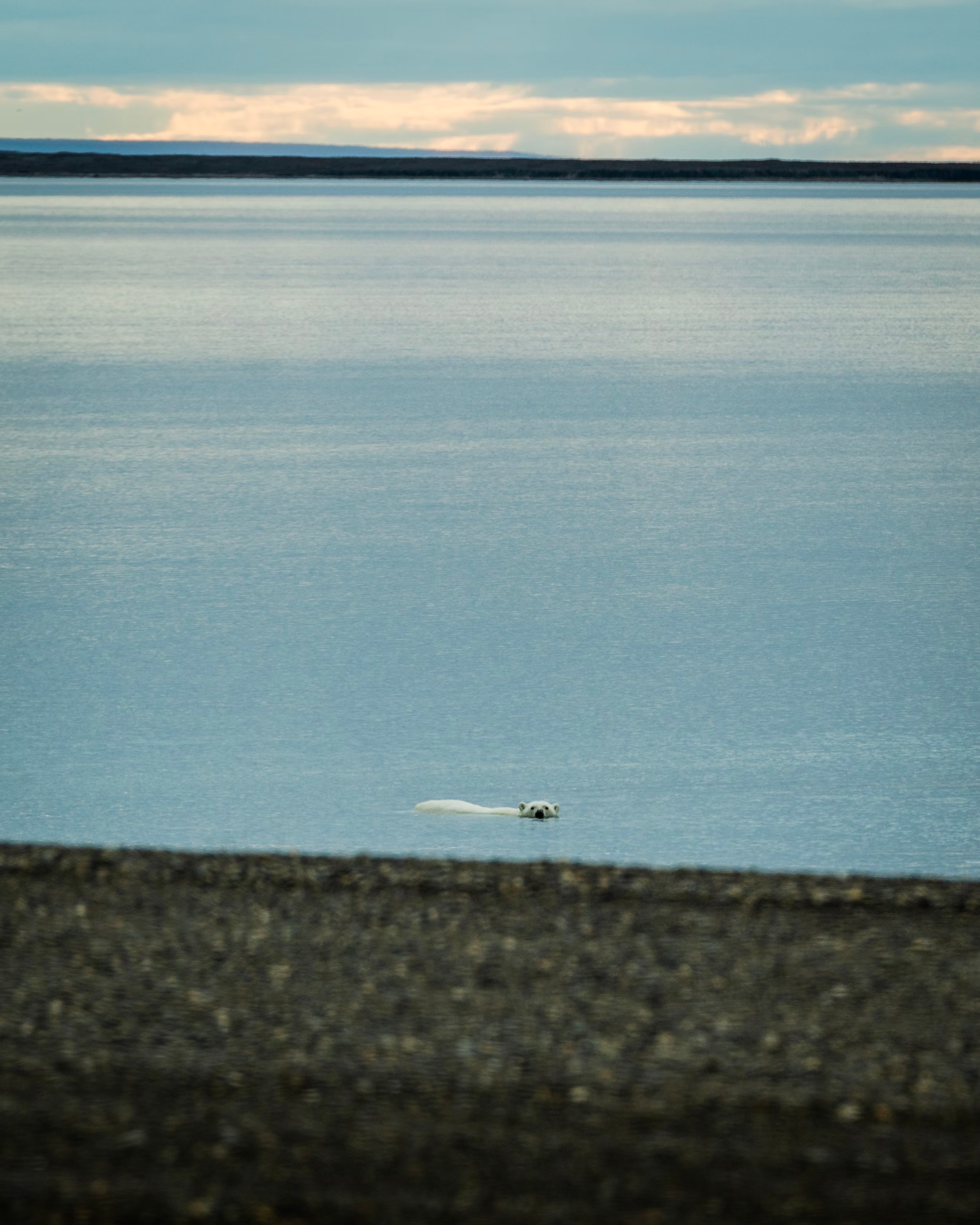 Polar Bear in the wild of Alaska — Nick Shaw